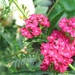 Achillea milllefolium 'x'' (2)