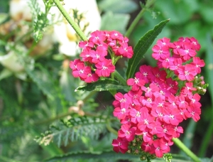 Achillea milllefolium 'x'' (2)