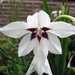 Acidanthera murielae