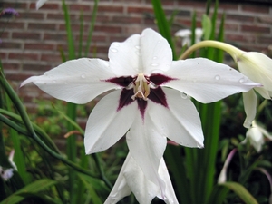 Acidanthera murielae