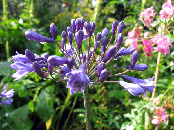 Agapanthus africanus 'Blue Giant'