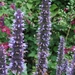 Agastache 'Blue Fortune'