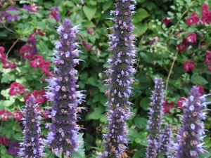 Agastache 'Blue Fortune'