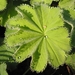 Alchemilla Mollis - Vrouwenmantel