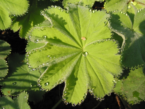 Alchemilla Mollis - Vrouwenmantel