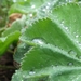 Alchemilla Mollis - Vrouwenmantel (1)