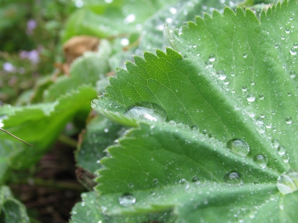 Alchemilla Mollis - Vrouwenmantel (1)