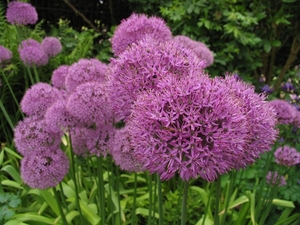 Alium