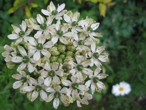 Allium Nigrum