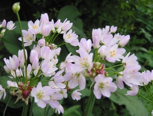 Allium Roseum