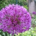 Allium afl. 'Purple Sensation'