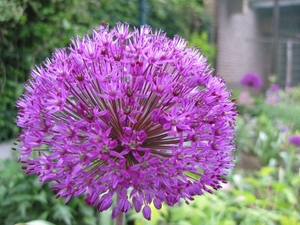 Allium afl. 'Purple Sensation'