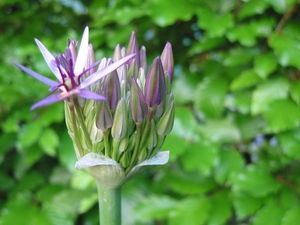 Allium christophii 1