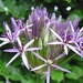 Allium christophii 2