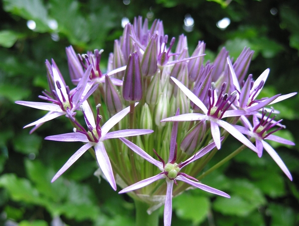 Allium christophii 2