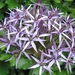 Allium christophii 3