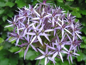 Allium christophii 3