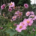 Anemone hybr. 'Hadspen Abundance'