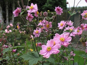 Anemone hybr. 'Hadspen Abundance'