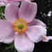 Anemone hybr. 'Hadspen Abundance' (2)