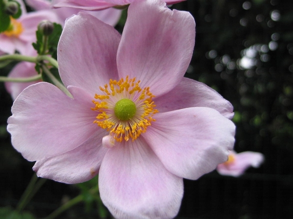 Anemone hybr. 'Hadspen Abundance' (2)