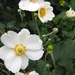 Anemone hybr. 'Honorine Jobert'