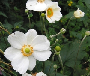 Anemone hybr. 'Honorine Jobert'