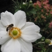 Anemone hybr. 'Honorine Jobert' 2