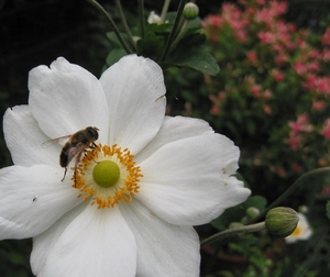 Anemone hybr. 'Honorine Jobert' 2