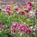 Aquilegia 'Nora Barlow'