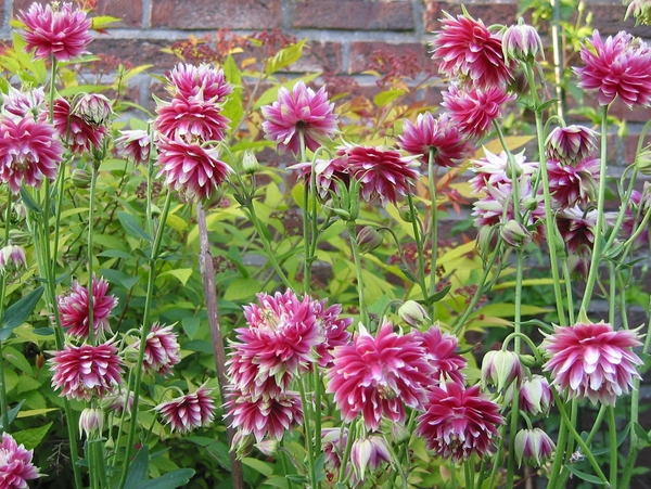 Aquilegia 'Nora Barlow'