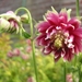 Aquilegia 'Nora Barlow' 2