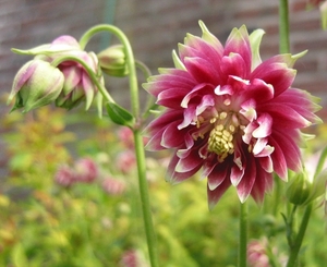 Aquilegia 'Nora Barlow' 2