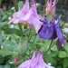 Aquilegia vulg. 'Altrosa' + Aquilegia alpina