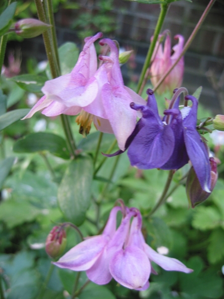 Aquilegia vulg. 'Altrosa' + Aquilegia alpina