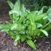 Asplenium scolopendrium (Tongvaren)