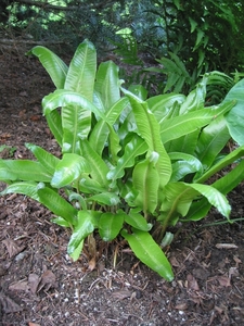 Asplenium scolopendrium (Tongvaren)