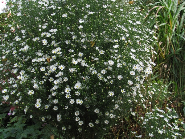 Aster 'Monte Casino' (0)