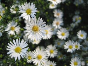 Aster 'Monte Casino' (1)