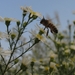 Aster 'Monte Casino' (2)