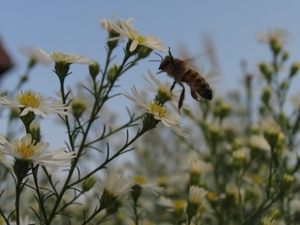 Aster 'Monte Casino' (2)