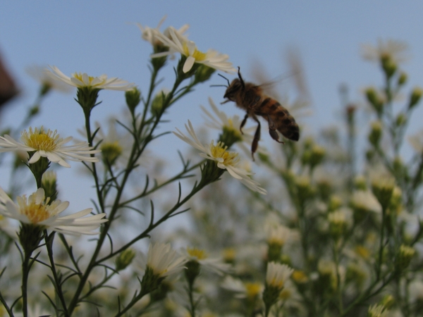 Aster 'Monte Casino' (2)