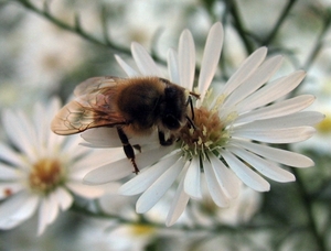 Aster 'Monte Casino' (3)