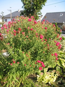 Aster novae-angliae 'Alma Potschke'