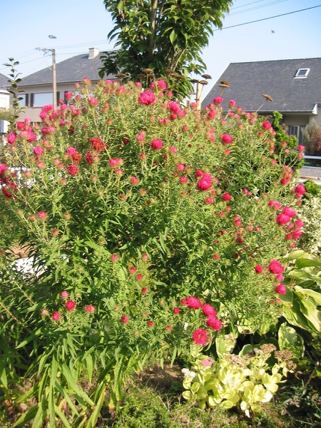 Aster novae-angliae 'Alma Potschke'