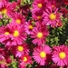 Aster novae-angliae 'Alma Potschke' 2