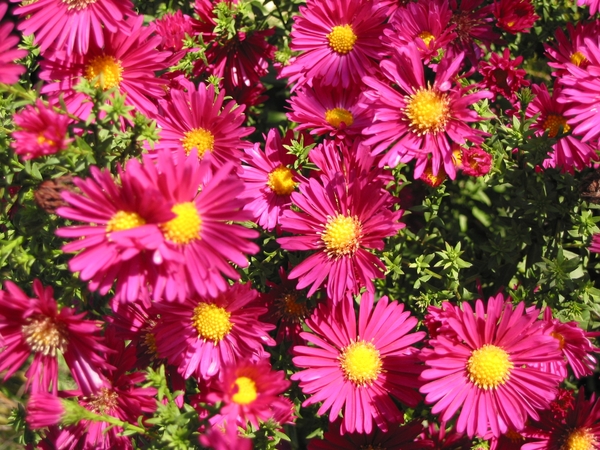 Aster novae-angliae 'Alma Potschke' 2