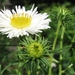 Aster novae-angliae 'Herbstschnee' 26  juli 2009