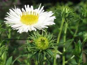 Aster novae-angliae 'Herbstschnee' 26  juli 2009