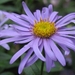 Aster novi-belgii 'Schöne von Dietlikon' (3)